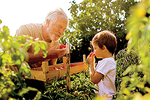 An elderly man is doing some gardening with his grandson.